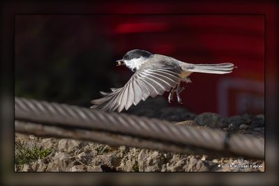 _MTK4774-Edit.jpg