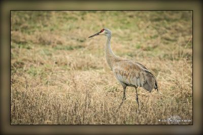 _MTK6140-Edit.jpg