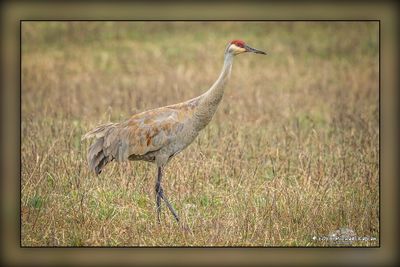 _MTK6146-Edit.jpg