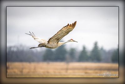 _MTK6182-Edit.jpg