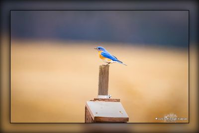 _MTK6250-Edit.jpg