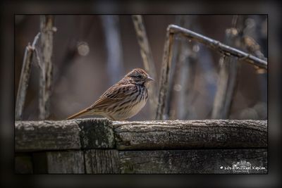 _MTK6384-Edit.jpg