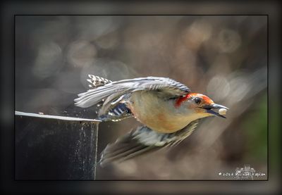 _MTK6394-Edit.jpg