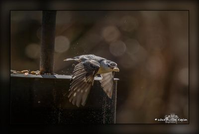 _MTK6465-Edit.jpg