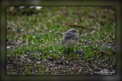 _MTK6468-Edit-Edit.jpg