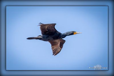 _MTK6529-Edit.jpg