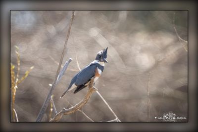 _MTK6566-Edit.jpg