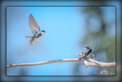 _MTK7313-Edit.jpg