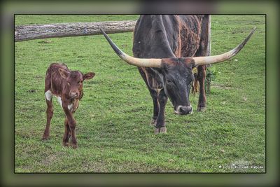 Texas Long Horn