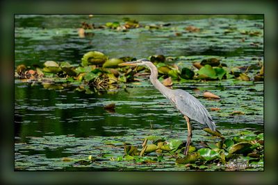 Blue Heron North Dumfries