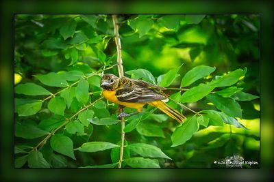 Barb's Backyard Birds & Chipmunks