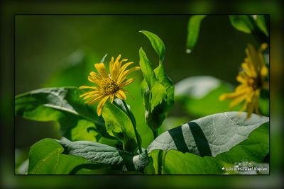 _MTK8534-Edit.jpg
