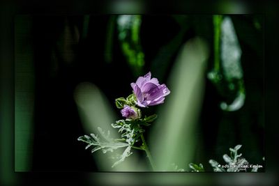 _MTK8536-Edit.jpg