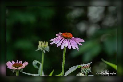 g13/83/65283/3/175646428.0775f634.JPEG
