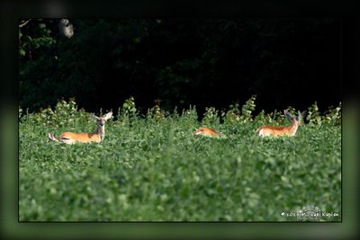 Deer Shouldice Side Rd