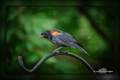 _MTK9346-Edit.jpg