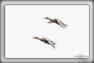 _MTK9564-Edit.jpg