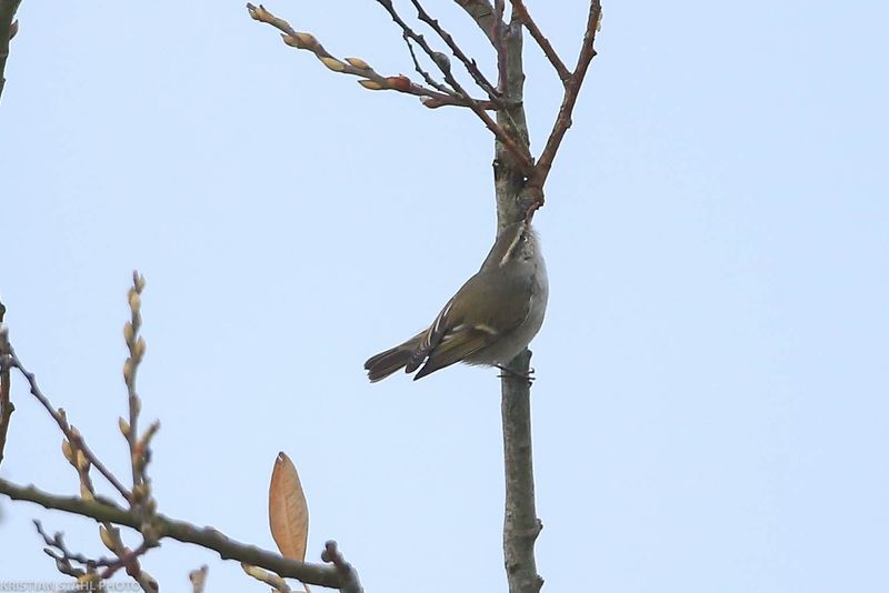Humes Leaf Warbler, Phylloscopus humei, Lomma Sdra 221210.jpg