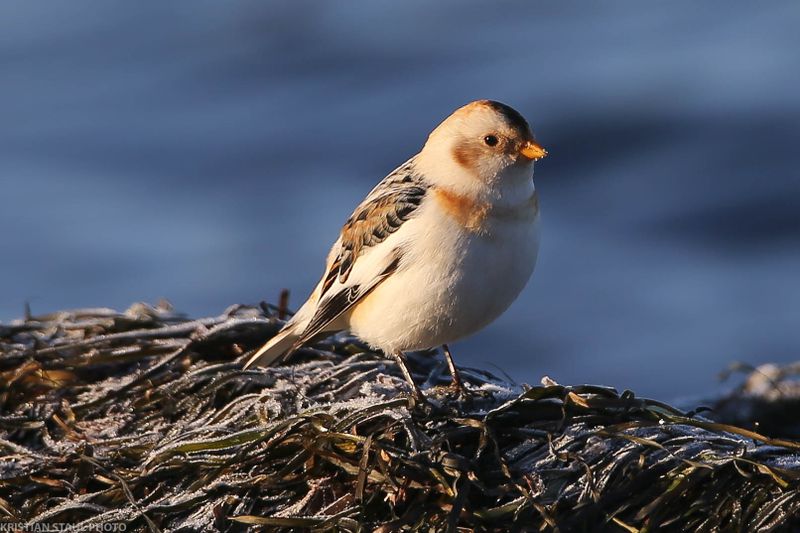 Snow Bunting, Plectrophenax nivalis, ad Male Winter, Lomma Södra 230204-3.jpg