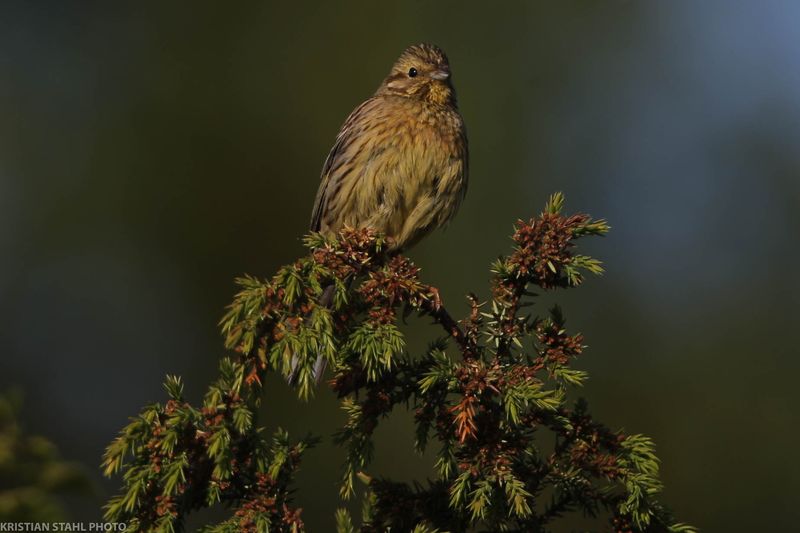 Yellowhammer, Emberiza citrinella, Hagbyhamn 230611.jpg