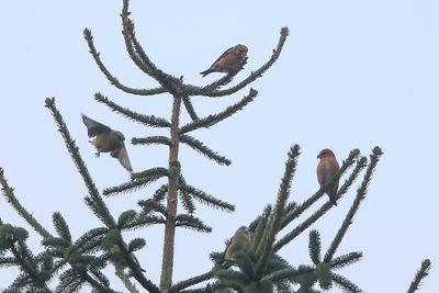 Red Crossbill, Loxia Curvirostra, Alnarpsparken 230122-3.jpg