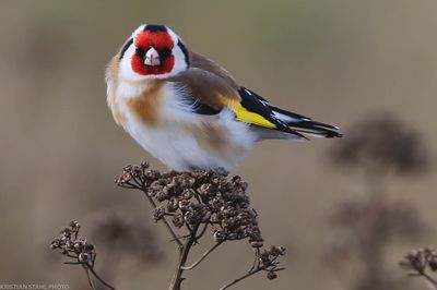 European Goldfinch, Carduelis carduelis, Lomma Sdra 230205.jpg