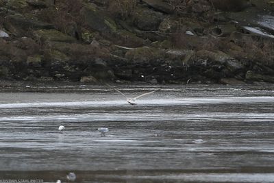 Caspian Gull, Larus cachinnans, 2 cy, Arlvs strandngar 230205-2.jpg