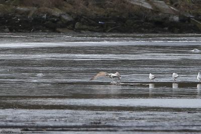 Caspian Gull, Larus cachinnans, 2 cy, Arlvs strandngar 230205.jpg