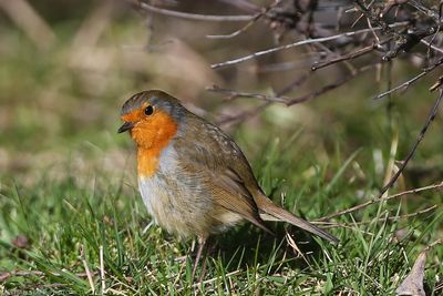 European Robin, Erithacus rubecula, lomma sdra 230305.jpg