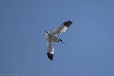 Avocet, recurvirostra avocetta, Hagbyhamn 230611.jpg