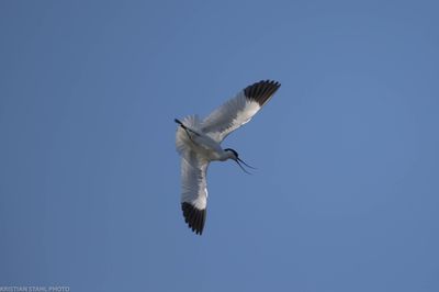 Avocet, recurvirostra avocetta, Hagbyhamn 230611.jpg