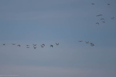 Oystercatcher, Haematopus ostralegus, Lomma sdra 230531.jpg