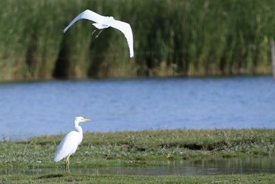 Great Egret, egretta alba, agbyhamn 230726.jpg