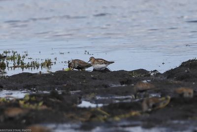 Little Stint, Calidris minuta, ad, Hagbyhamn 230725.jpg