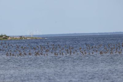 Northern Dunlin, Calidris a, alpina, Hagbyhamn 230725.jpg