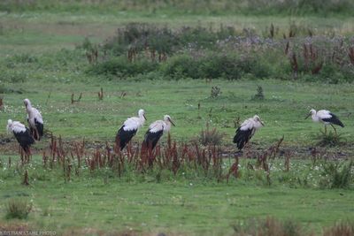 White Stork, Ciconia ciconia, Alnarps strandngar 230801.jpg