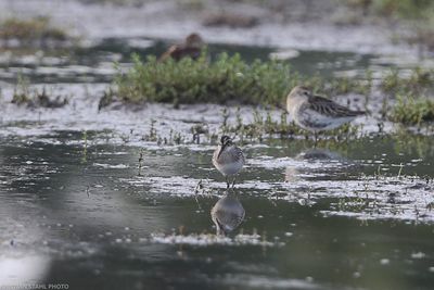 Broad-billed Sandpiper, Calidris falcinellus, hagbyhamn 230909.jpg