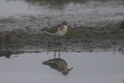 Little Stint, Calidris minuta,Hagbyhamn 230908'.jpg