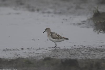 Little Stint, Calidris minuta,Hagbyhamn 230908'-2.jpg