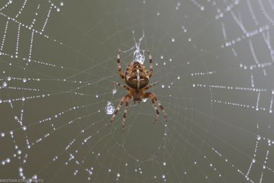 Korsspindel, Araneus Diadematus, Hagbyhamn 230908.jpg