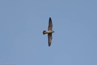 Hobby, Falco subbuteo, Havgrdssjn 230912.jpg