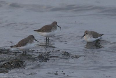 Dunlin, Calidris a alpina, Lomma Södra 231201.jpg