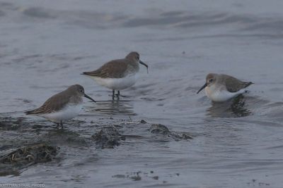 Dunlin, Calidris a alpina, Lomma Sdra 231201.jpg