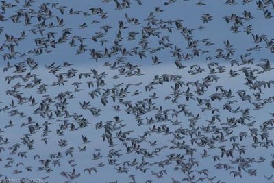 Barnacle Goose, Anas leucopsis, Lomma Sdra 231201.jpg