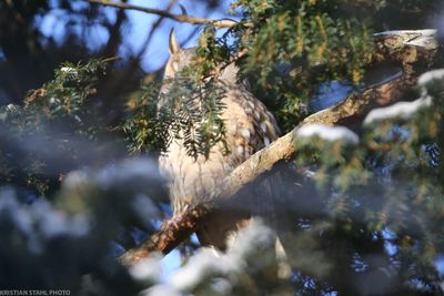Long-eared Owl, Asio ous. Alnarpsparken 240105-2.jpg