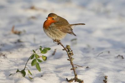 European Robin, Erithacus rubecula, Alnarpsparken 240105.jpg