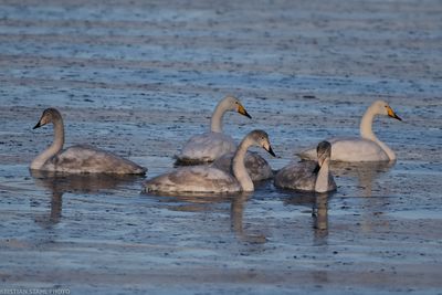 Whooper Swan, Cygnus Cygnus, Lomma Sdra 240106.jpg