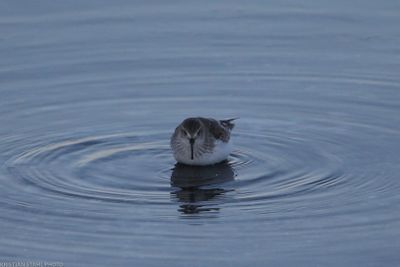 Dunlin, Calidris a.alpina, Lomma Södra 240106.jpg