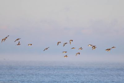 European Wigeon, Anas penelope, Lomma Södra 240106.jpg