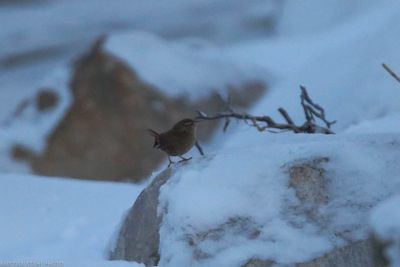 Wren, Troglodytes troglodytes, Lomma Södra 240106.jpg